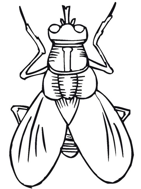 insect coloring pages ladybug coloring page insect coloring pages