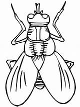 Coloring Insect Pages Kids Bug Color Bestcoloringpagesforkids sketch template