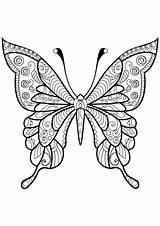 Insectos Adultos Mariposas sketch template