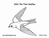 Swallow Coloring Tree Exploringnature sketch template