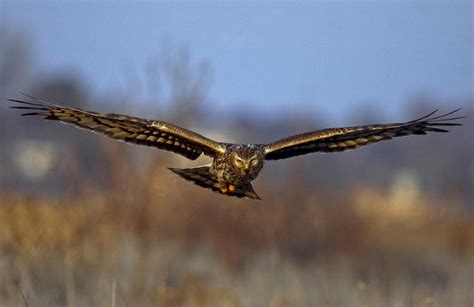 Amazing Exotic Bird On The Fly ~ Uniq Worlds