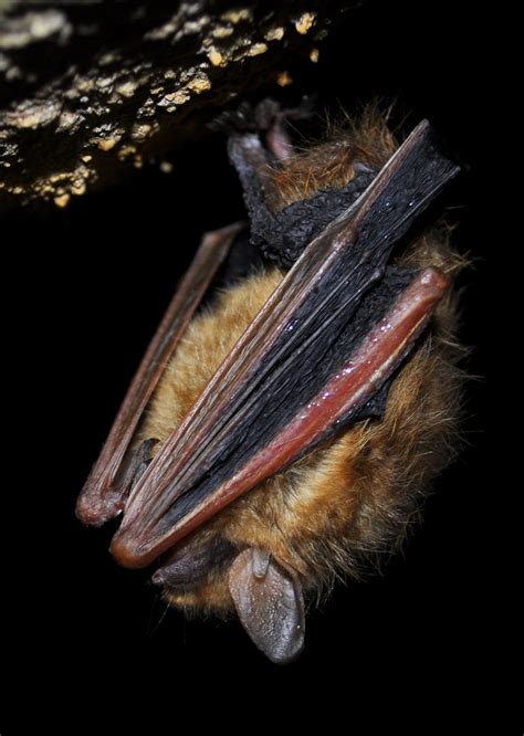 tricolored bat wikipedia