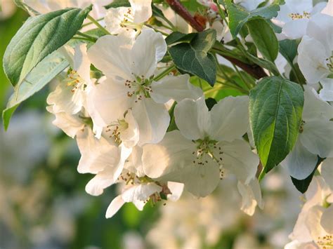 cherry blossoms   photo  freeimages
