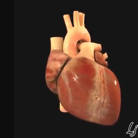 beating heart find and share on giphy