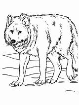 Wolves Fighting Getdrawings Drawing sketch template