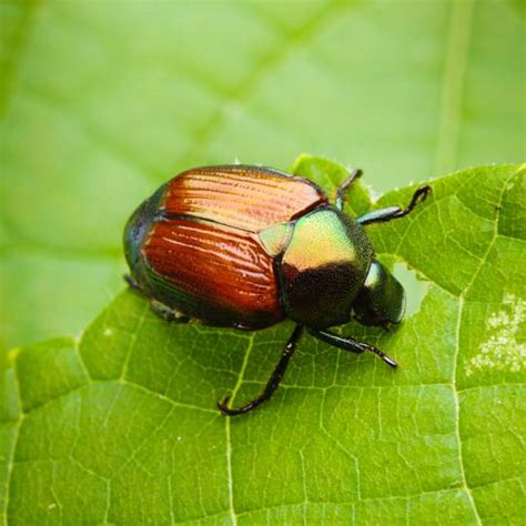 japanese beetles signs  prevention