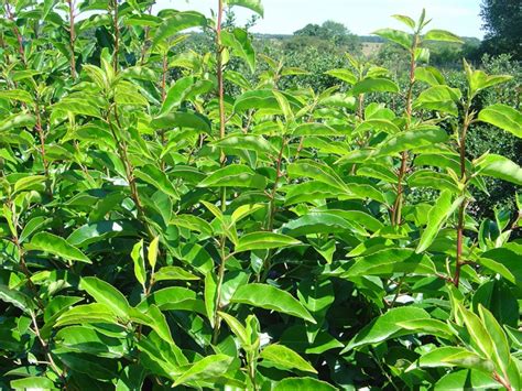portuguese laurel instant hedge  practicality brown