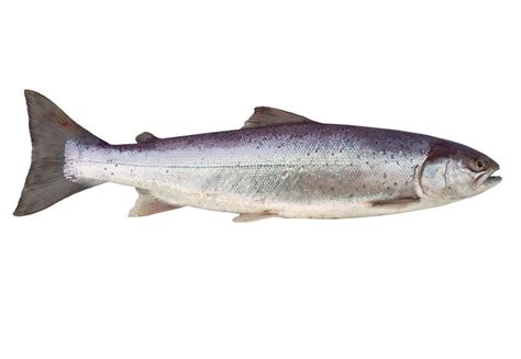 forelle suesswasserfische definition warenkunde lebensmittelkunde