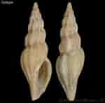 Afbeeldingsresultaten voor "mangelia Attenuata". Grootte: 150 x 147. Bron: www.gastropods.com