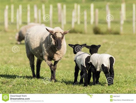 yes mother stock image image of agriculture feed