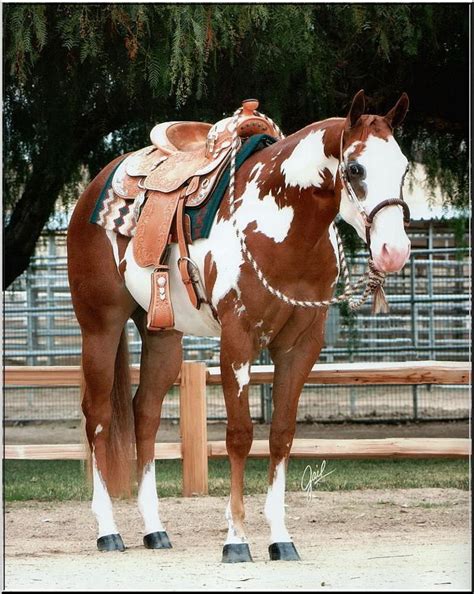 american paint horse western quarter paint horse paint pinto horse