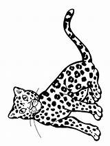 Coloring Pages Leopard Baby Categories sketch template