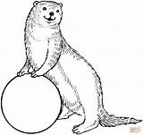 Otter Coloring Pages sketch template