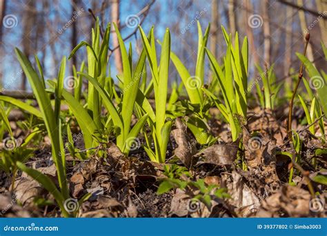 fresh early spring grass growing stock photo image  april life