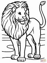Lion Coloring Male African Color sketch template