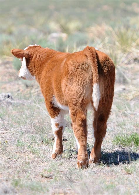 rcc blog    bull calf  matts