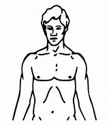 Body Clipart Chest Outline Cartoon Human Basis Chemical Lacrosse Transparent Pioneer Plaque Sticks Person Printable Upper Man Pinclipart Diagram Clipground sketch template