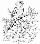 Sparrow Supercoloring Birds Drawings Gorriones Mus Ausmalen Burgess Sparrows Wasserfarben Yellowhammer Inspirational sketch template
