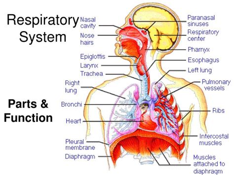 respiratory system powerpoint    id