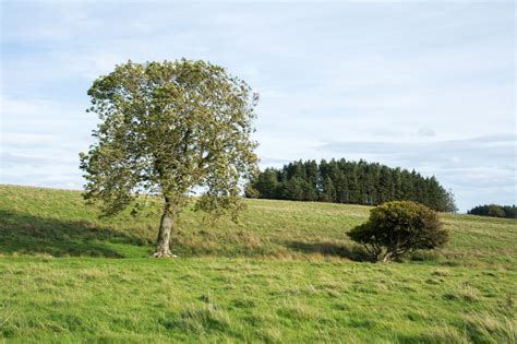 tree  bush   trees   trevor littlewood geograph britain  ireland
