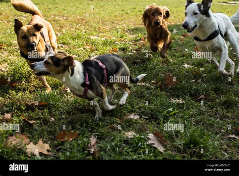 dogs chasing stock  dogs chasing stock images alamy