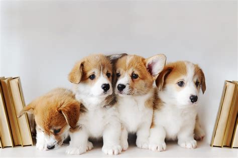 baby dog dog puppy baby dog canine puppy cute dog cute dog urns