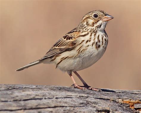 learn   id   confusing streaked sparrows   birds