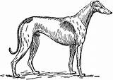 Greyhound Silhouette Tiff sketch template