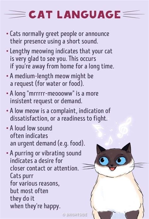 Understand Cat Language Better With These Funny Illustrations Cat