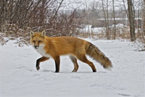 Red Fox In The Snow A Red Fox Enjoying Winter In Sault