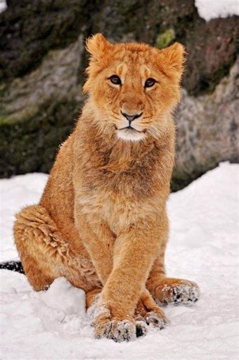 beautiful pictures  animal   snow