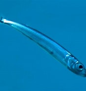 Afbeeldingsresultaten voor "atherina Hepsetus". Grootte: 174 x 185. Bron: reeflifesurvey.com