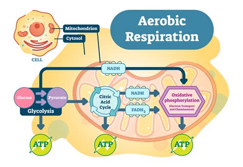 aerobic respiration  anaerobic respiration