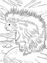 Porcupine American North Coloring Cute Pages Printable Supercoloring Porcupines Drawings Animal Animals Choose Board sketch template