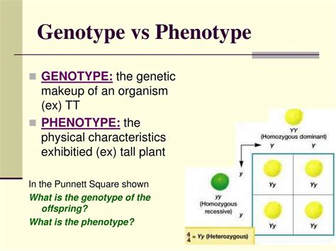 ppt chapter 11 introduction to genetics powerpoint presentation free