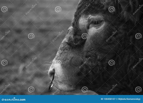 bull  nose ring stock image image  ranch dairy