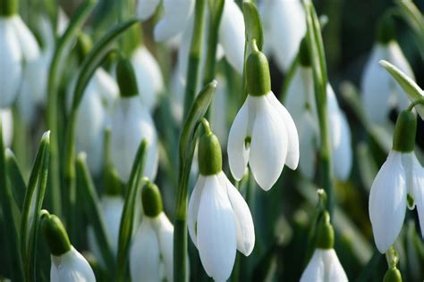 snowdrop poisoning  dogs symptoms  diagnosis treatment