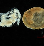 Afbeeldingsresultaten voor Euphilomedes. Grootte: 175 x 185. Bron: eol.org