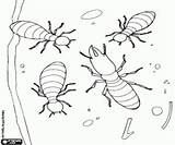 Insectos Termites Colorir Reina Soldado Termitas Soldat Insectes Soldier Fantasticas Rainha sketch template