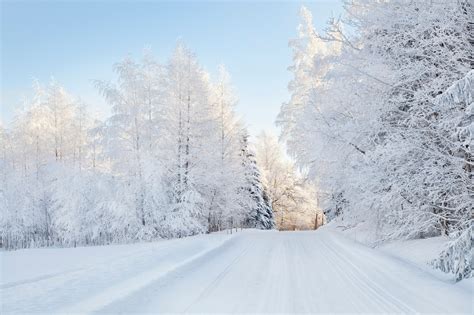 photo snowy trees beautiful big countryside