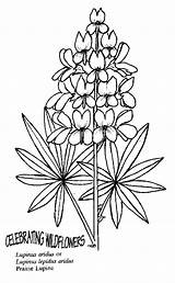 Coloring Lupine Lupinus Designlooter Drawings 38kb sketch template