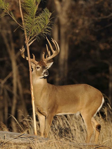 Whitetail Deer Hunting Lodges Free Range Deer Hunting