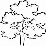 Tree Drawing Forest Trees Oak Coloring Clipart Awesome Pages Acorn Clipartbest Ikids Watering Colouring sketch template