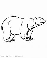 Coloring Pages Wild Bear Animal Polar Kids Bears Animals Sheet Honkingdonkey Print Fun sketch template