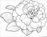 Camellia Pages Blossom Coloring Color sketch template