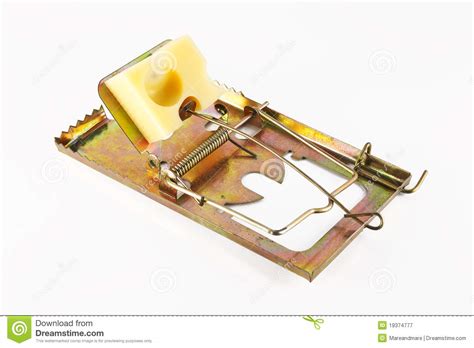 trap  cheese stock image image  trapped danger