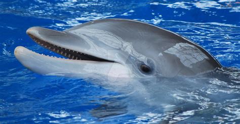 dolphin head  chicagocetacean  deviantart