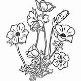 Blomster Fargelegging Vakre Momjunction Anemon Campanula Amaryllis sketch template