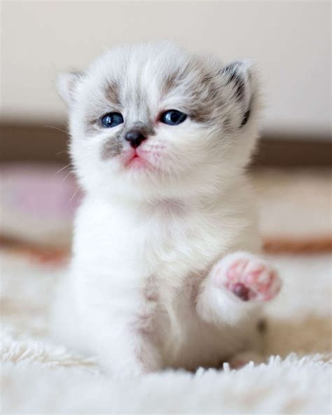 cute cat names   kind  kitty daily paws