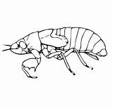 Cicada sketch template